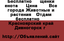 Бесплатно !!! щенки енота!! › Цена ­ 1 - Все города Животные и растения » Отдам бесплатно   . Красноярский край,Дивногорск г.